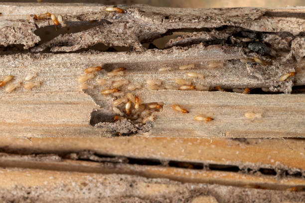 Best Local Pest Control Services  in Kingman, AZ